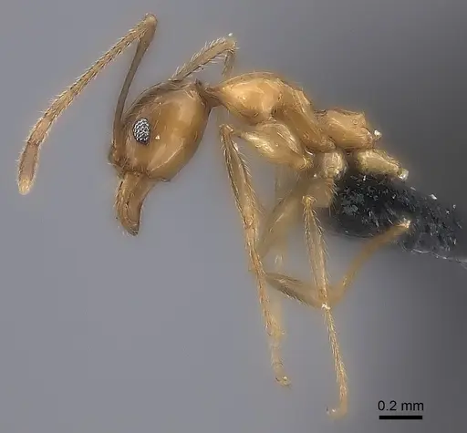 Pheidole ovalinoda - CASENT0235027
