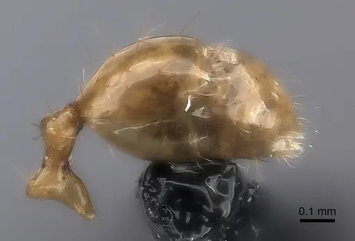 Pheidole ovalinoda - CASENT0235027