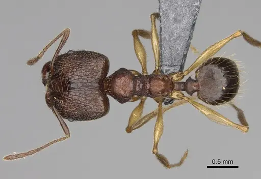 Pheidole ovalinoda - CASENT0808080