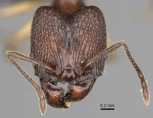 Pheidole ovalinoda - CASENT0808080