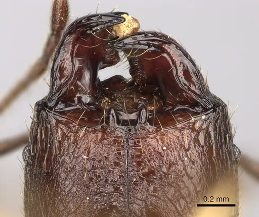 Pheidole ovalinoda - CASENT0808080