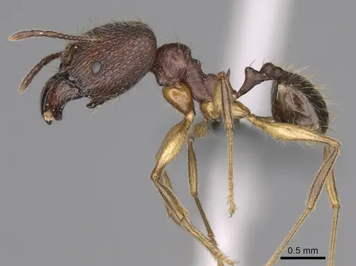 Pheidole ovalinoda - CASENT0808080