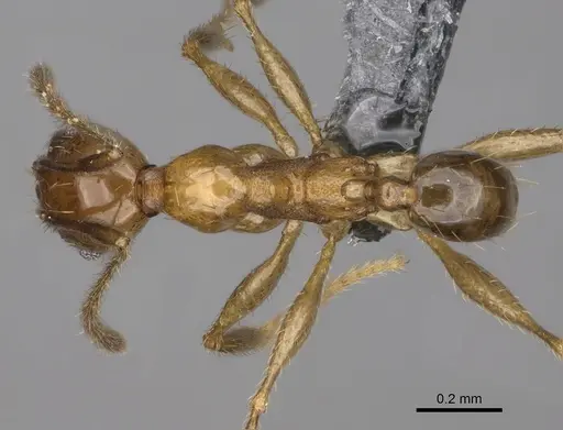 Pheidole ovalinoda - CASENT0923277