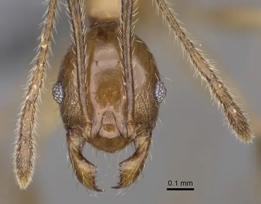 Pheidole ovalinoda - CASENT0923277
