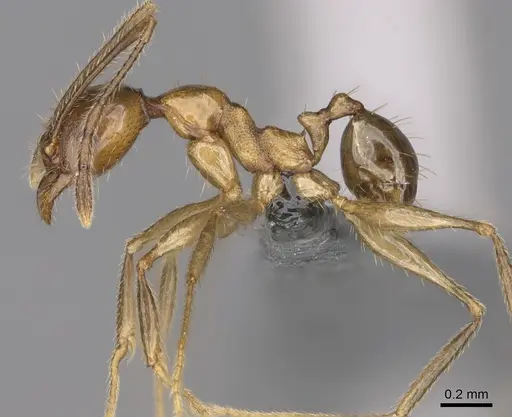 Pheidole ovalinoda - CASENT0923277