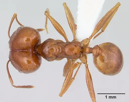 Pheidole oxyops specimen
