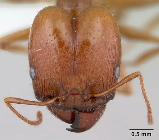Pheidole oxyops specimen