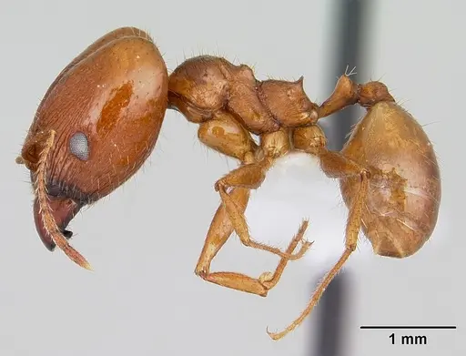 Pheidole oxyops specimen
