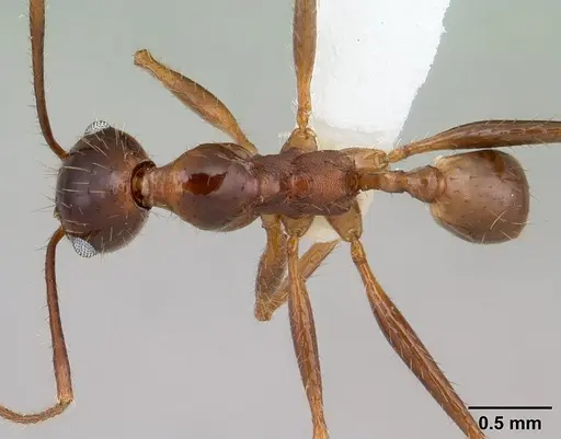 Pheidole oxyops - CASENT0178044