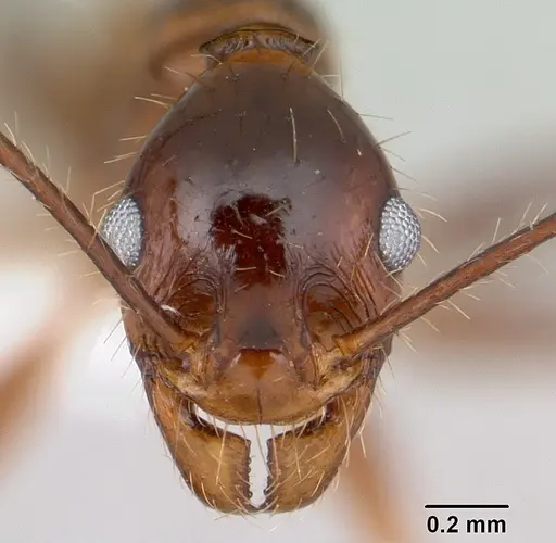 Pheidole oxyops - CASENT0178044