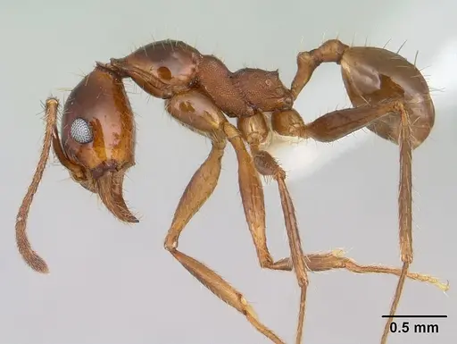 Pheidole oxyops - CASENT0178044