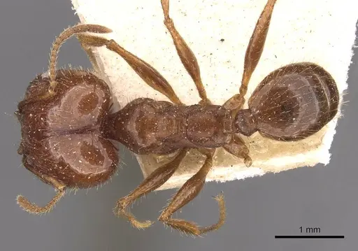 Pheidole oxyops - CASENT0908193