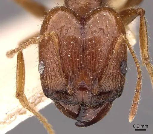 Pheidole oxyops - CASENT0908193