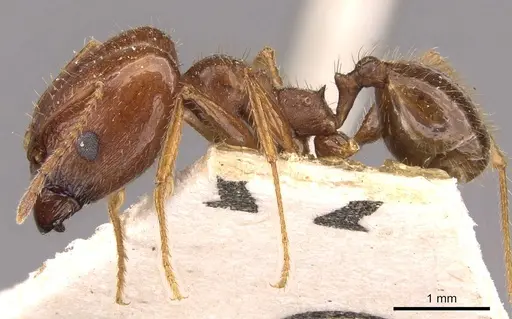 Pheidole oxyops - CASENT0908193