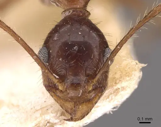 Pheidole oxyops - CASENT0908194
