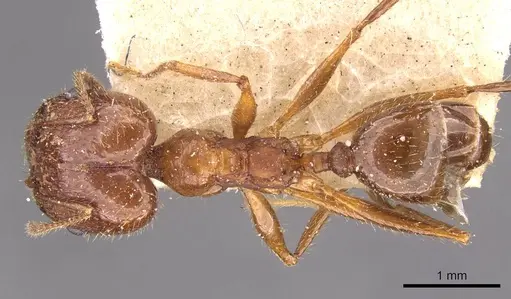 Pheidole oxyops - CASENT0908196