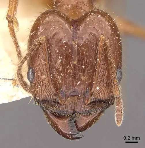 Pheidole oxyops - CASENT0908196