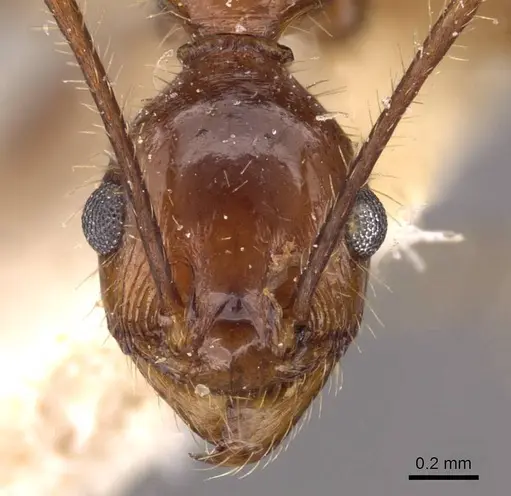 Pheidole oxyops - CASENT0908197