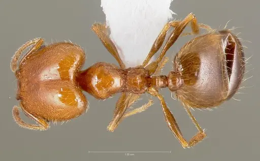 Pheidole paiute specimen