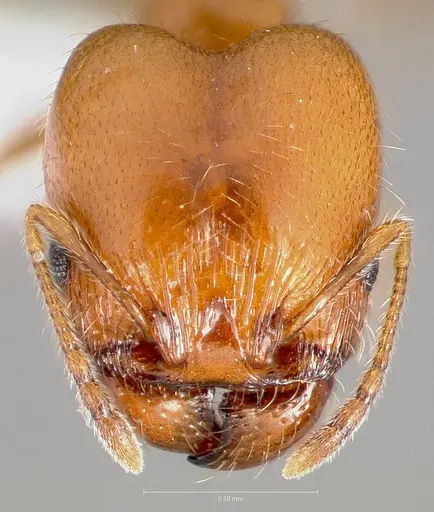 Pheidole paiute specimen