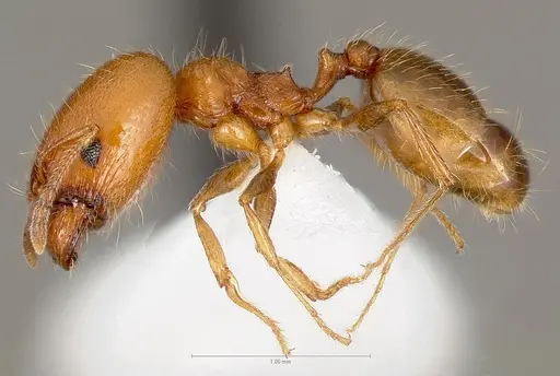Pheidole paiute specimen