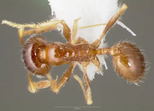 Pheidole paiute - CASENT0005766