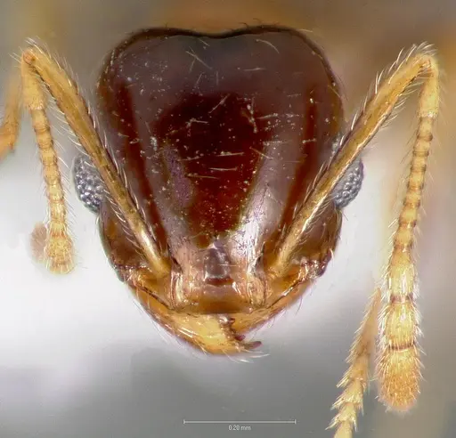 Pheidole paiute - CASENT0005766