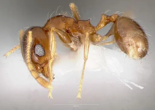 Pheidole paiute - CASENT0005766