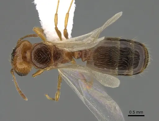 Pheidole paiute - CASENT0761203