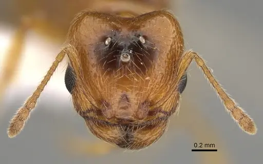 Pheidole paiute - CASENT0761203