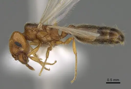 Pheidole paiute - CASENT0761203