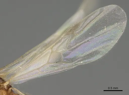 Pheidole paiute - CASENT0761203