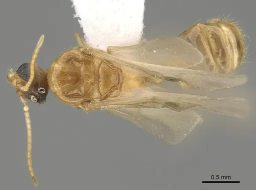 Pheidole paiute - CASENT0862461