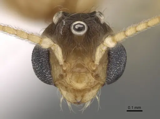 Pheidole paiute - CASENT0862461