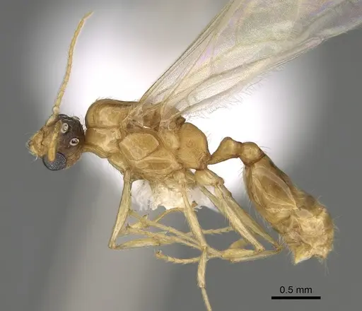 Pheidole paiute - CASENT0862461