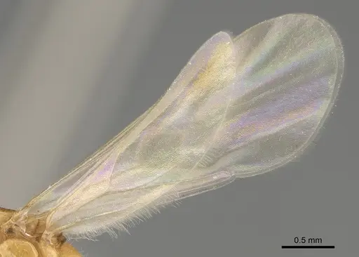 Pheidole paiute - CASENT0862461