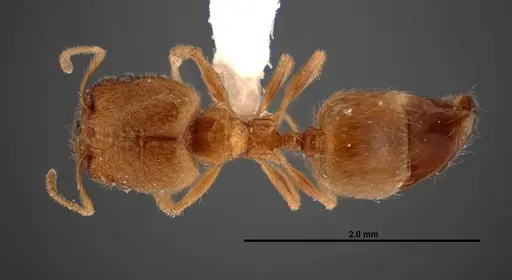 Pheidole paiute - FMNHINS0000062677