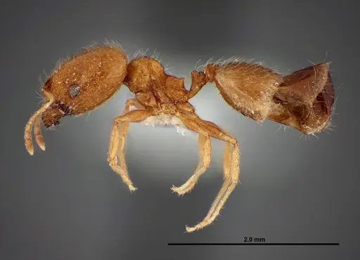 Pheidole paiute - FMNHINS0000062677