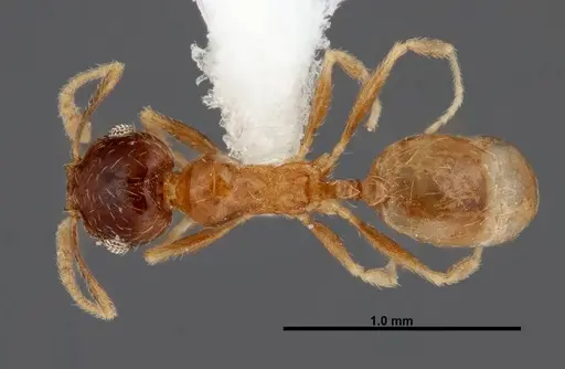 Pheidole paiute - FMNHINS0000062789