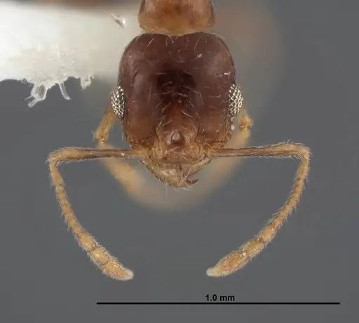 Pheidole paiute - FMNHINS0000062789