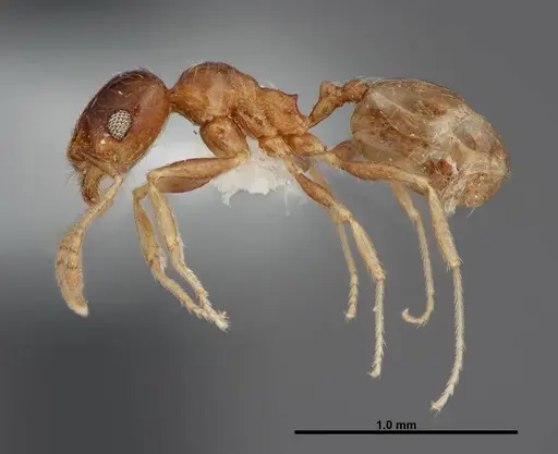 Pheidole paiute - FMNHINS0000062789