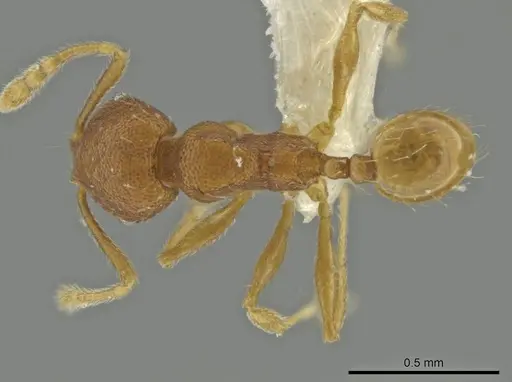 Pheidole palenquensis specimen