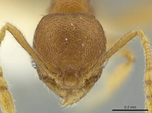 Pheidole palenquensis specimen