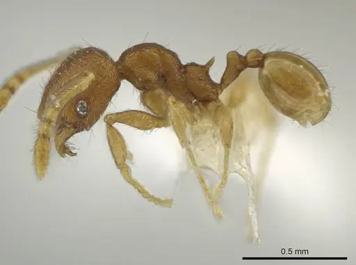 Pheidole palenquensis specimen