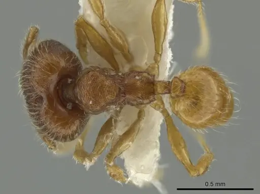 Pheidole palenquensis - JTLC000016479
