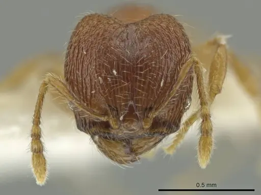 Pheidole palenquensis - JTLC000016479