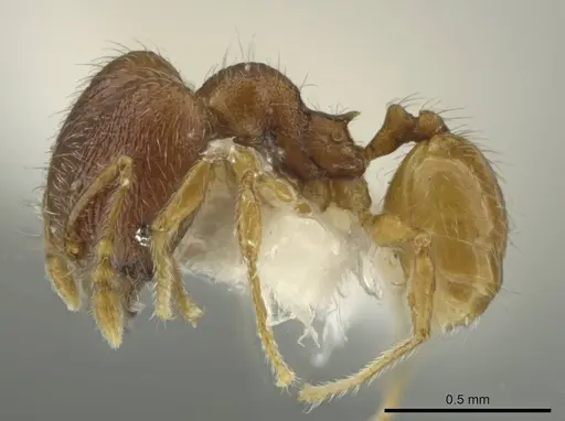 Pheidole palenquensis - JTLC000016479