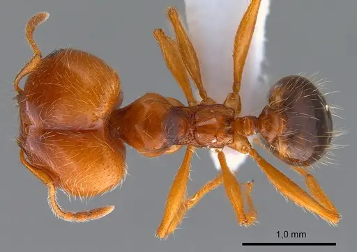 Pheidole pallidula specimen