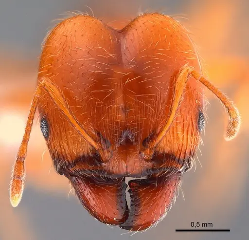 Pheidole pallidula specimen