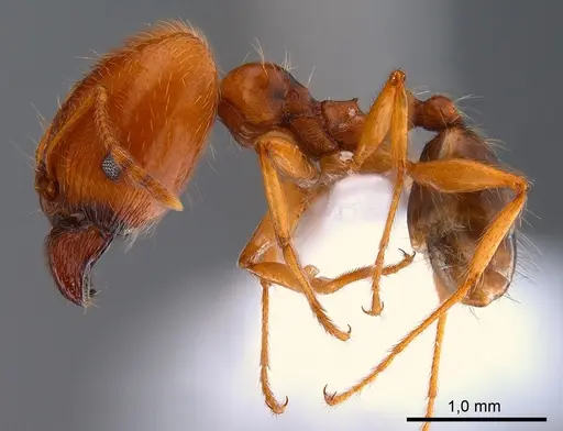 Pheidole pallidula specimen